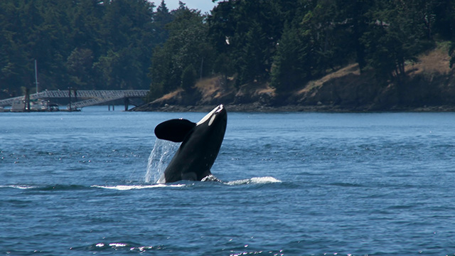 CityStream: Turning Down the Volume to Help Endangered Orcas 