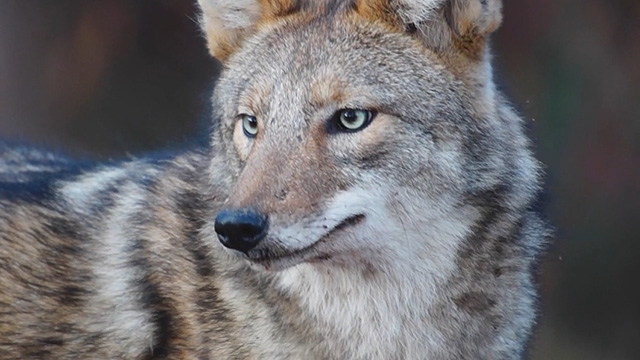 CityStream: Coexisting with Coyotes in Seattle 