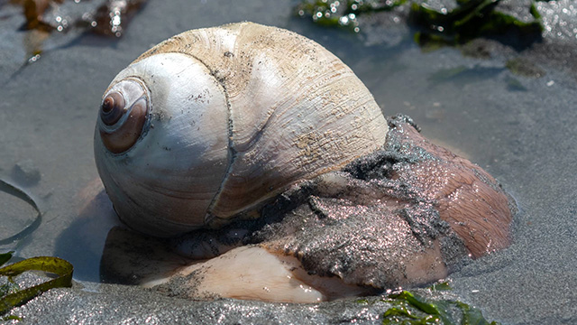 Shell yeah! World’s largest marine snail calls Seattle home