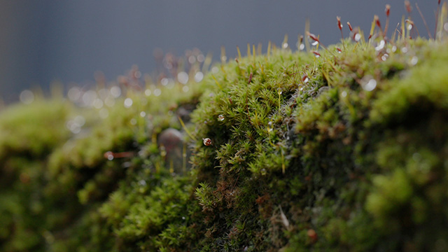 Moss, the brilliant green icon of the Pacific Northwest, and the microscopic world it supports