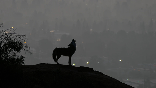 CityStream: Coyotes in the City, Saving Orcas & Return of the Herring 