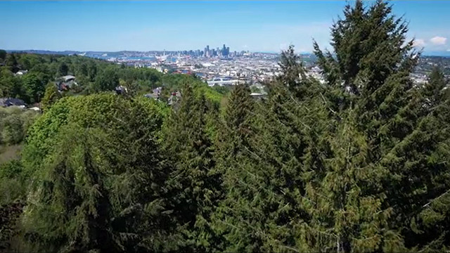 CityStream: Protecting Seattle’s Tree Canopy 