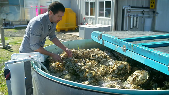 CityStream: Restoring Olympia oysters & Pinto abalone 