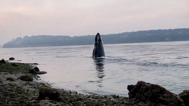 Humpbacks whales make a splashing comeback in Puget Sound
