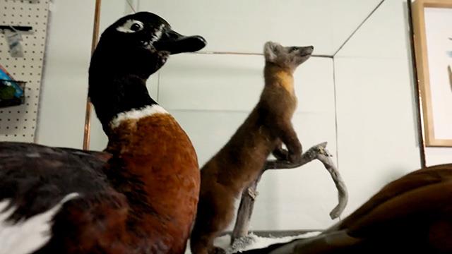 Taxidermist Elizabeth Putnam finds beauty in the macabre on Explore Videos Page CityStream: Taxidermist Elizabeth Putnam finds beauty in the macabre