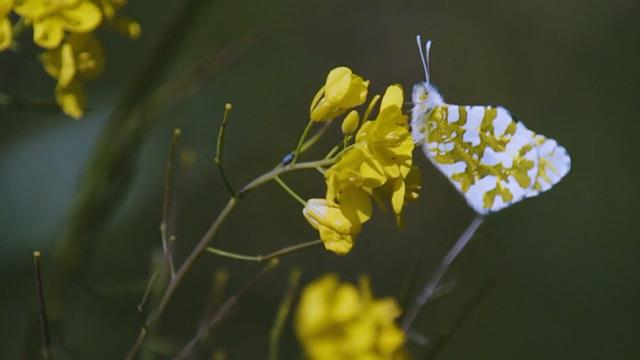 Bringing a rare local butterfly back from the brink