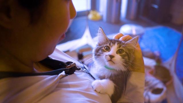 CityStream: Kittens bring a feline frenzy to City Hall