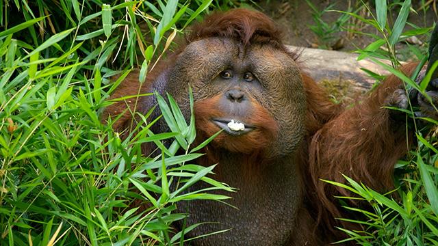 CityStream: Protecting orangutans in a changing world