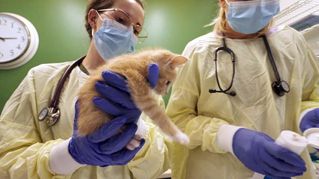 Local clinic cares for both people and pets